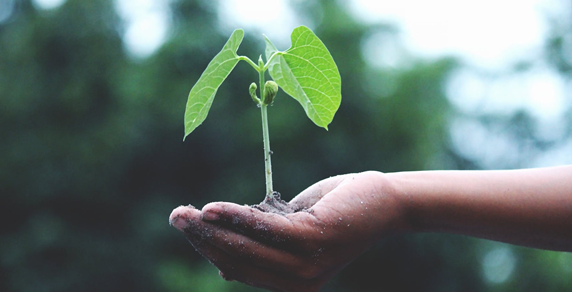 Green plant in hand